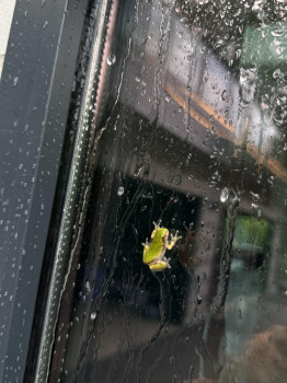 Commercial Window Cleaning